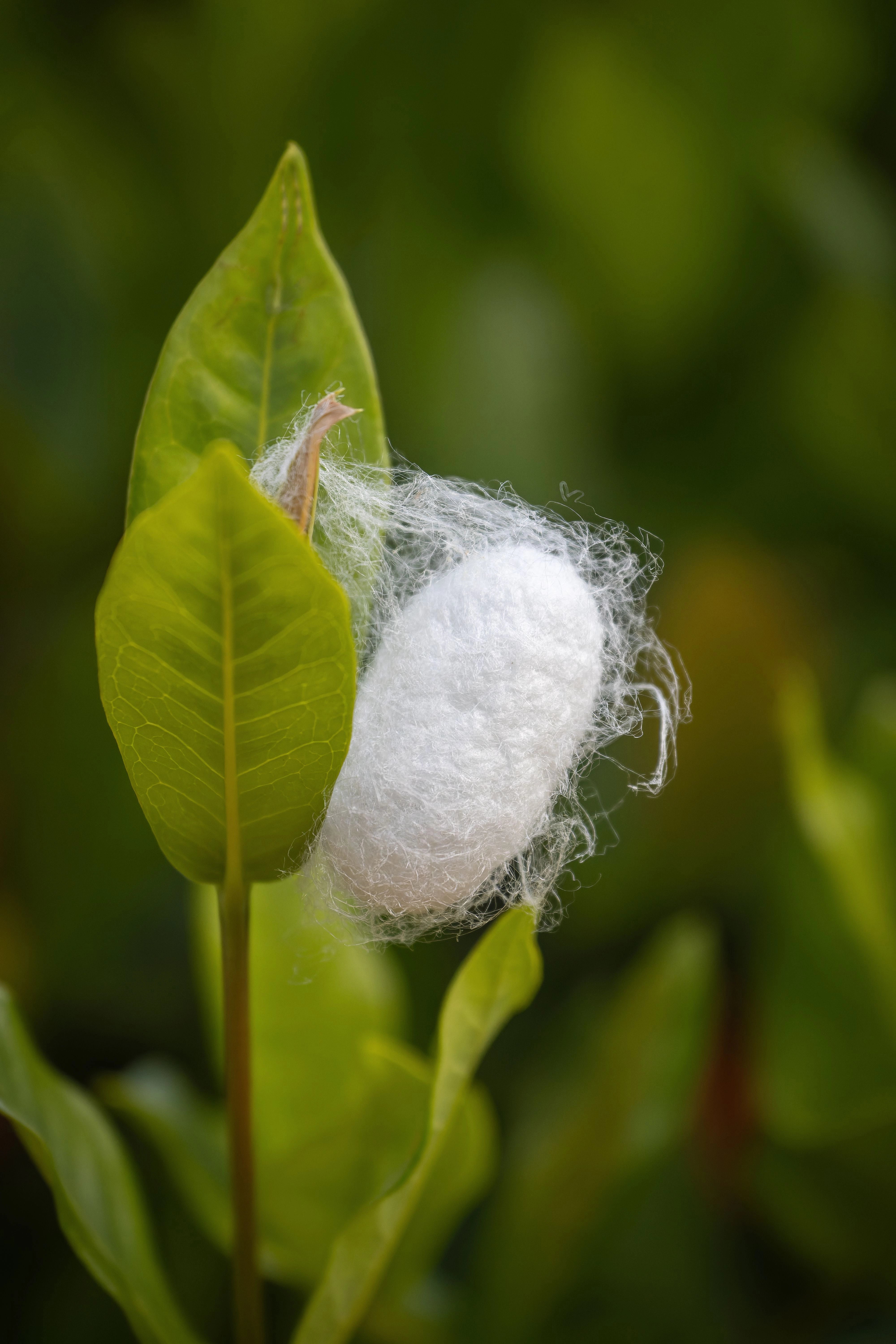 Close-up of a white silkworm cocoon resting on a green leaf