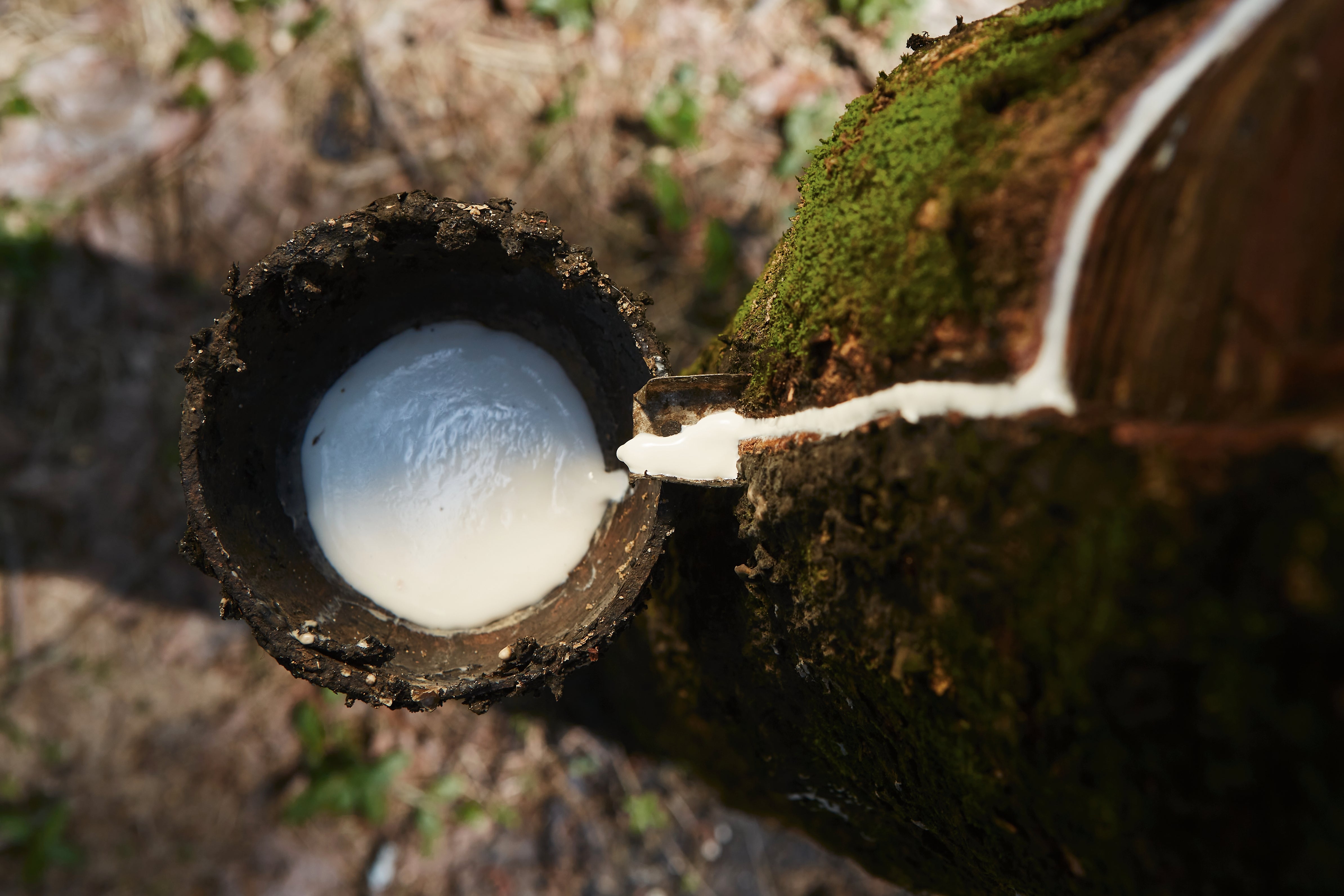 Collecting natural latex from a tapped rubber tree trunk