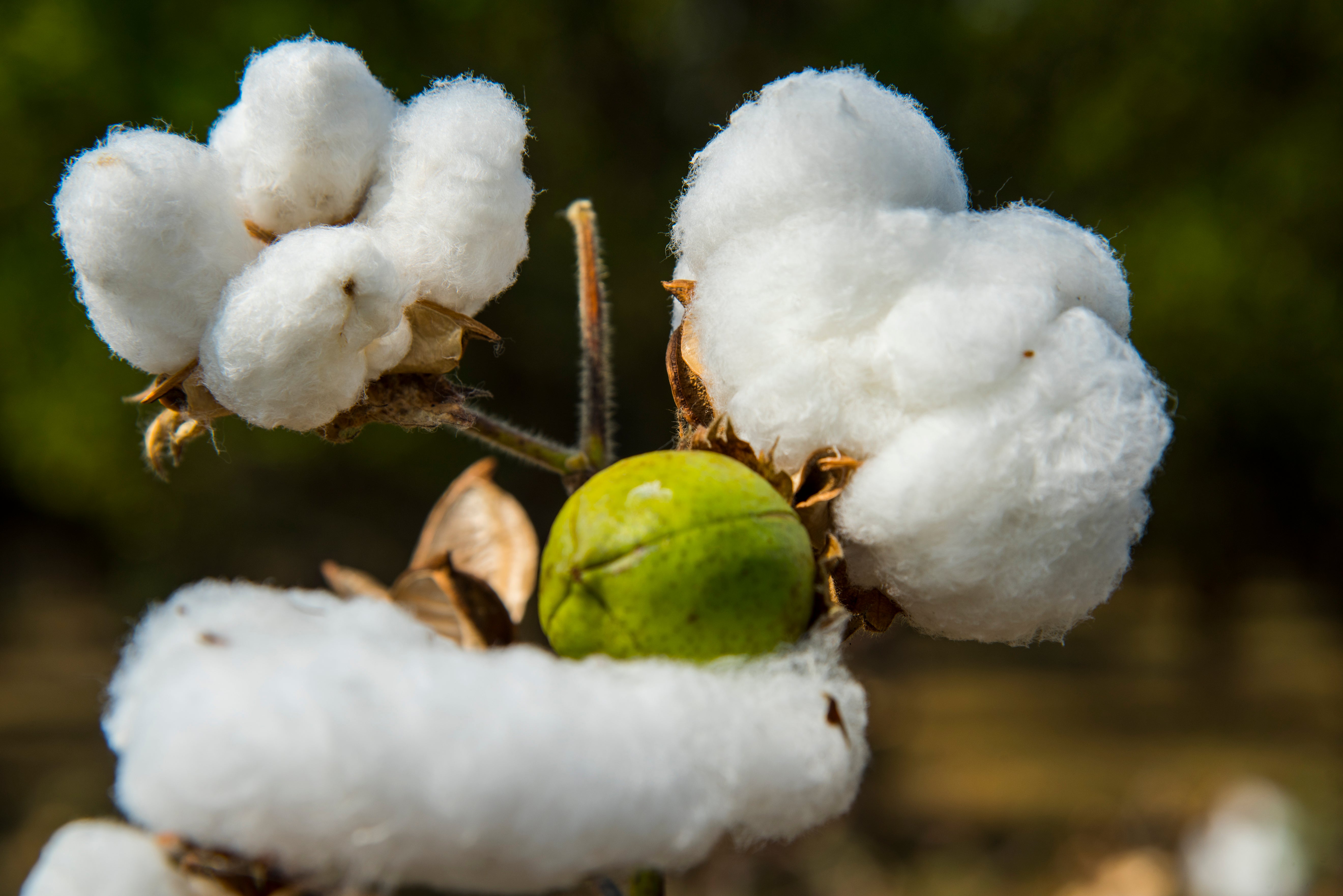 Cotton field with ripe white cotton ready for harvest