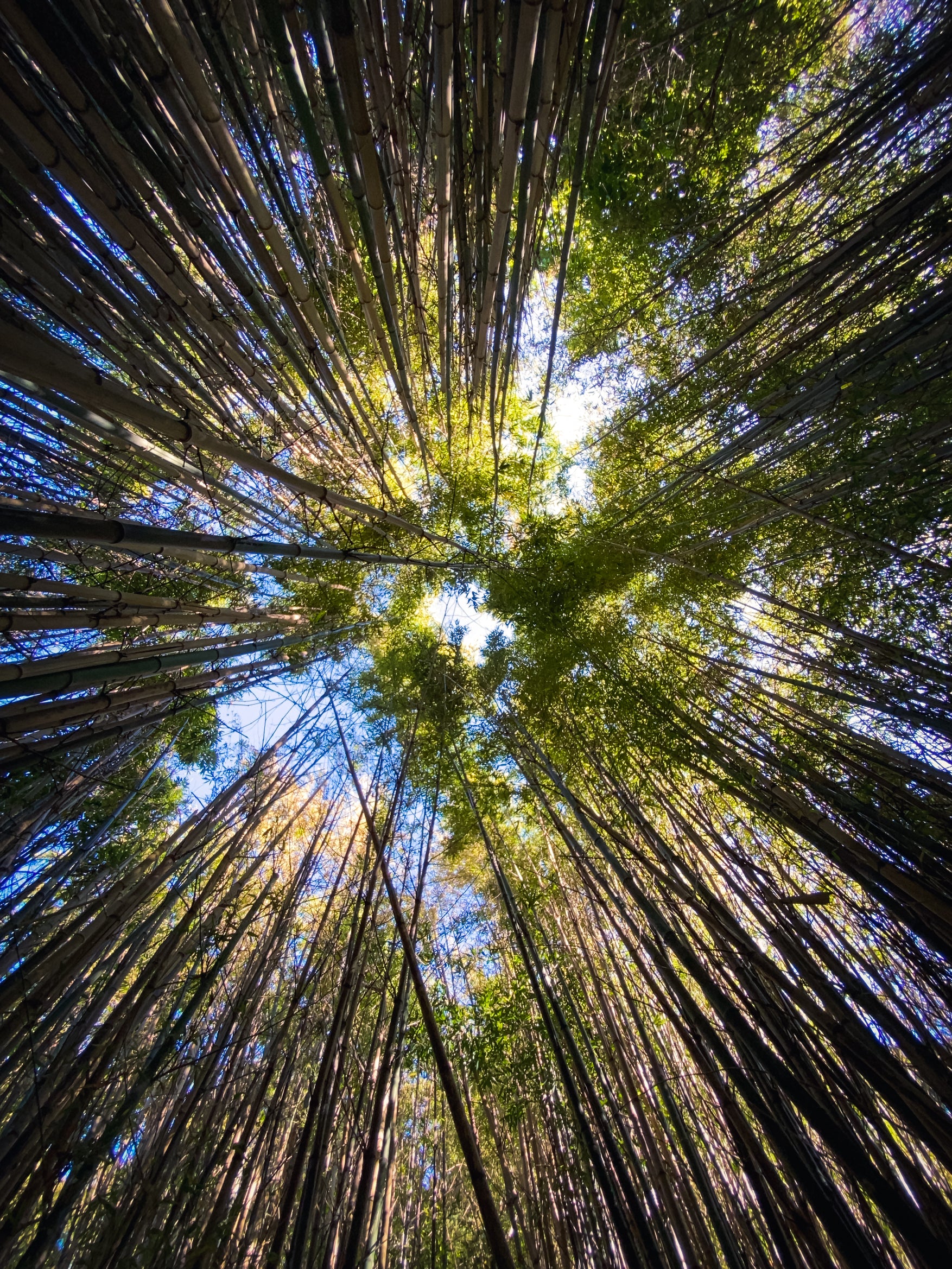 Looking Up Canopy of Bamboo Trees Into Shining Sun