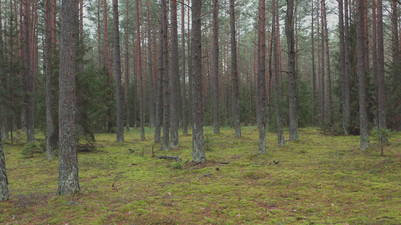 Forest trees covered in moss in Canada
